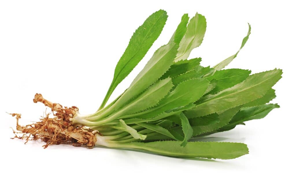 Culantro vs Coriandolo