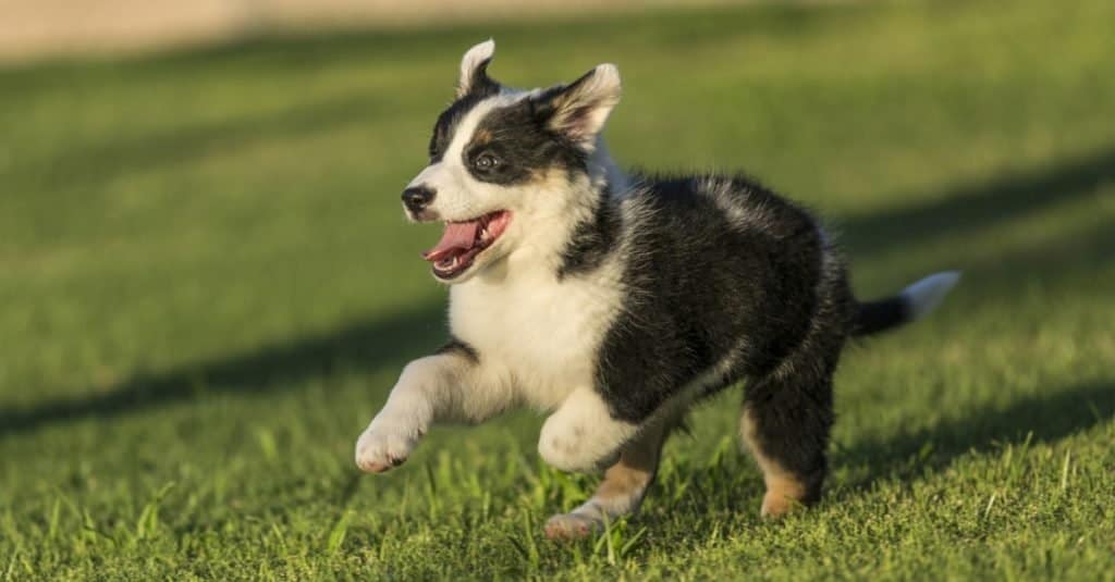 Carino Texas Blue Heeler cucciolo che corre nel parco al tramonto.