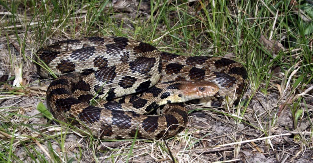 Serpenti del fiume Mississippi
