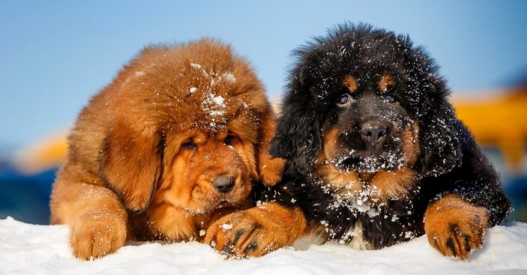 Graziosi cuccioli di mastino tibetano all'aria aperta