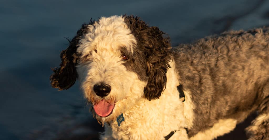 Sheepadoodle in piedi vicino all'acqua