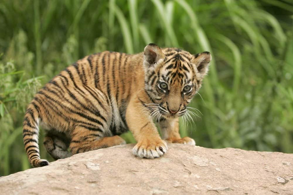 cucciolo di tigre