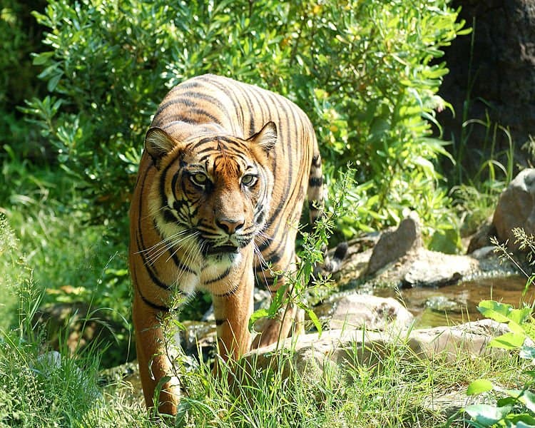 Tigre