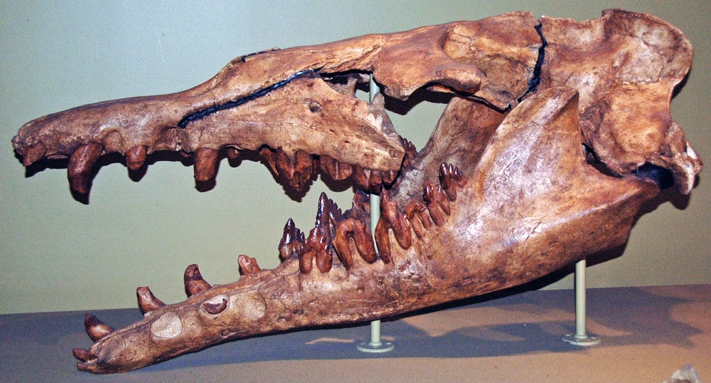 Basilosaurus cetoides cranio fossilizzato