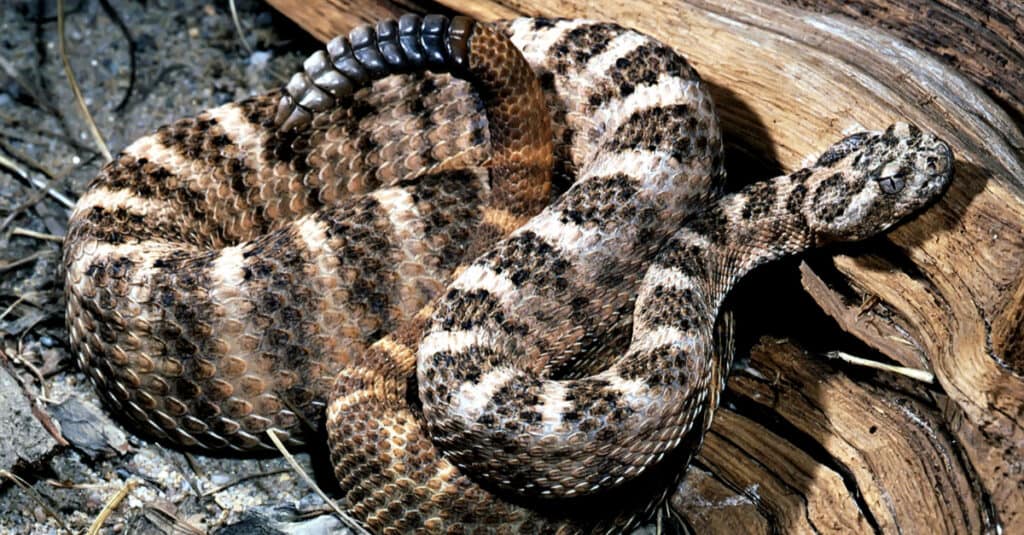 Un elenco completo dei serpenti velenosi negli Stati Uniti (più di 30 specie!)