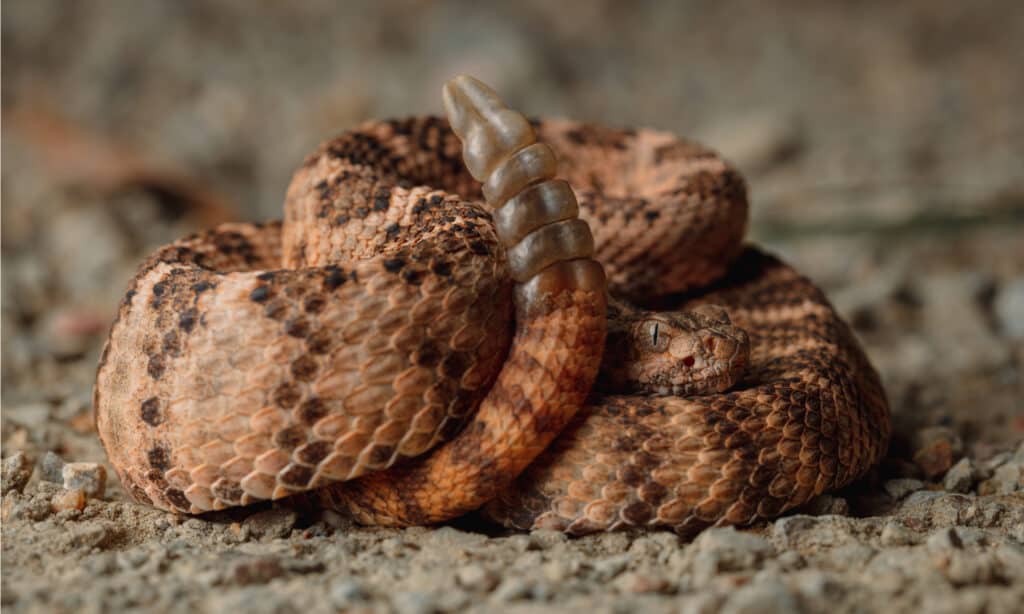 Crotalus tigris arrotolato con sonaglio che mostra