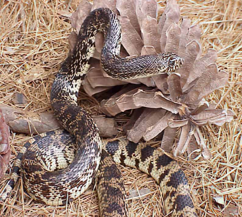 Serpente dei pini della Louisiana