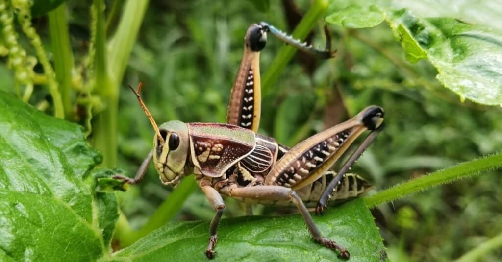 Animali Con Esoscheletri-Cavalletta