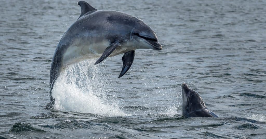 uno dei più grandi animali della Louisiana è il tursiope, che è anche il più grande mammifero dello stato