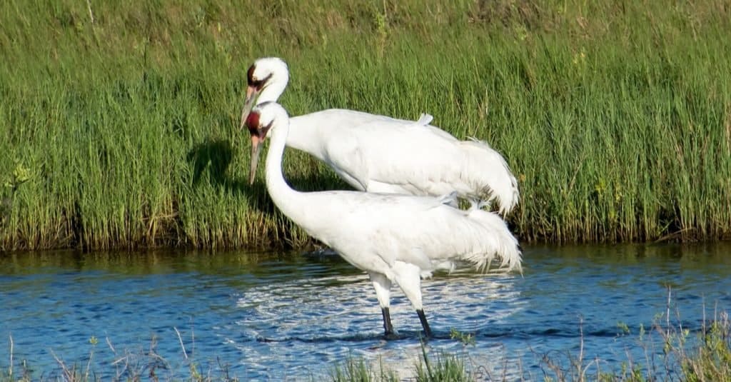 uno degli animali più grandi della Louisiana è la gru convulsa che è alta fino a 5 piedi e 3 pollici