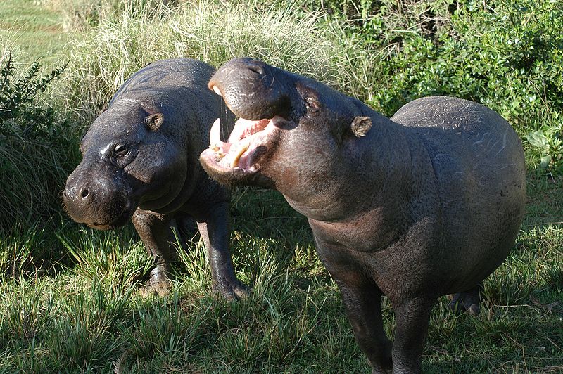 Qual era il più grande ippopotamo preistorico?