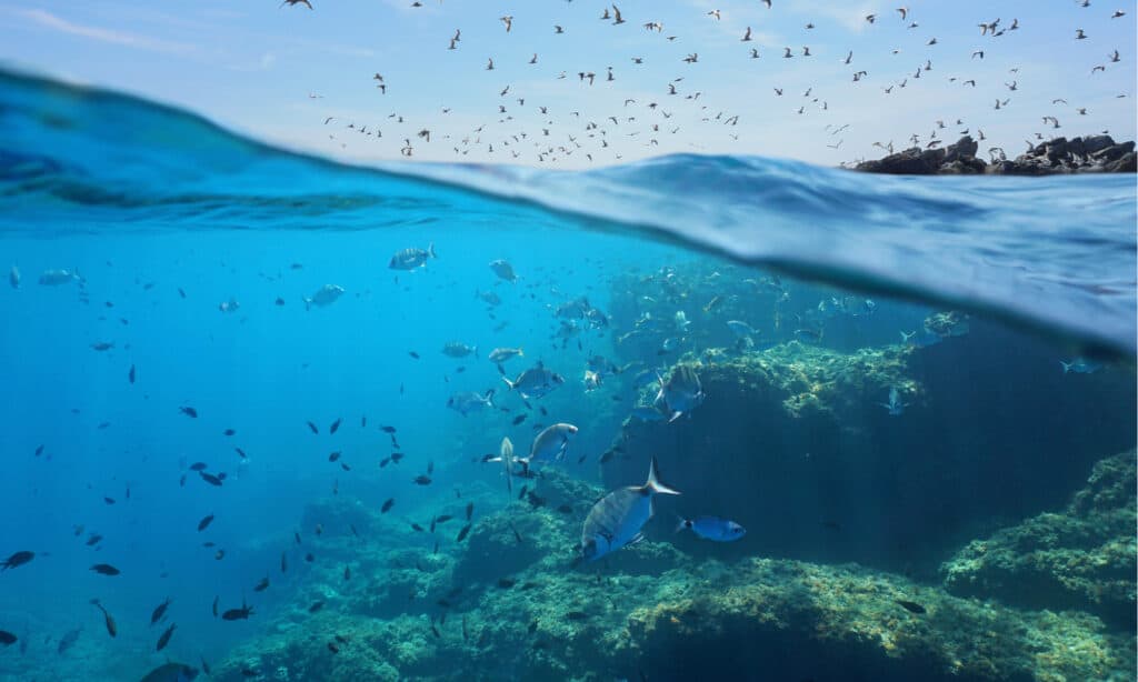Scopri il diluvio biblico che ha creato l'odierno Mar Mediterraneo