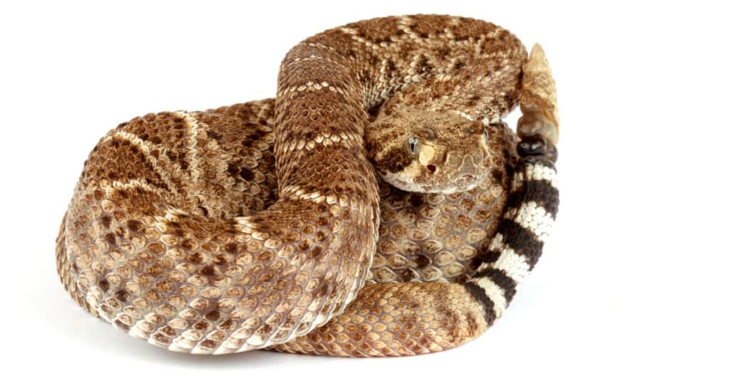 serpente a sonagli western diamondback arrotolato