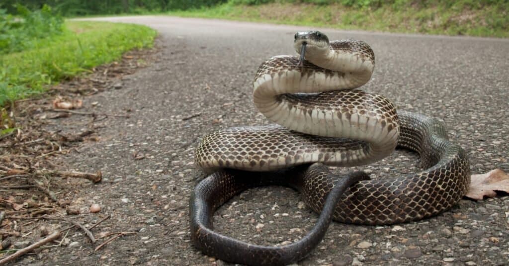 Serpente di ratto orientale