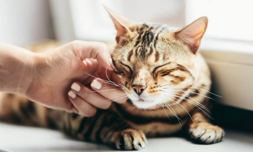 Il volto del gatto viene accarezzato dalla mano di una donna