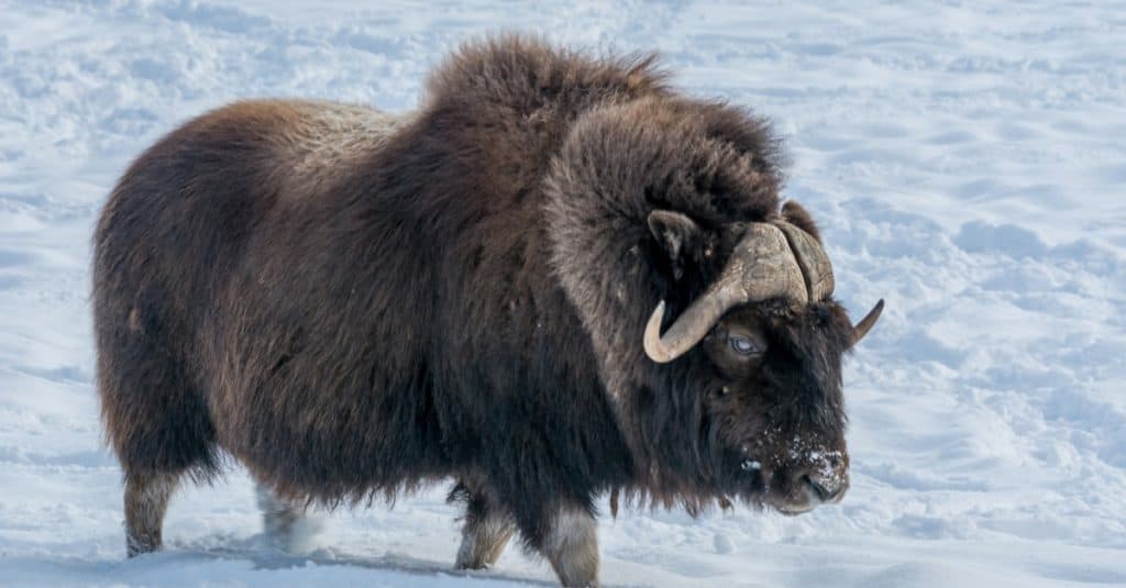 Muskox vs Bisonte