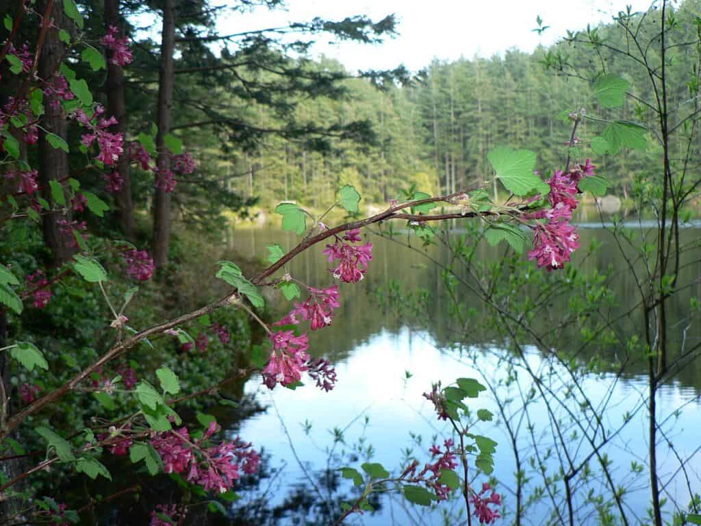 Il piccolo lago di mirtillo rosso Washington