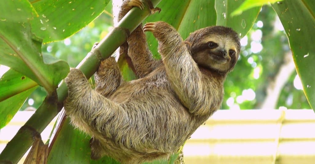 Gli animali più stupidi del mondo: il bradipo