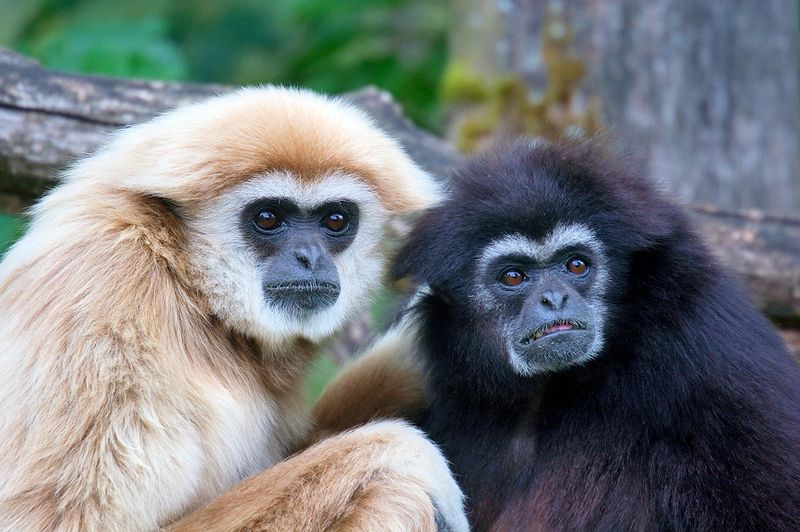 Un paio di Gibbons