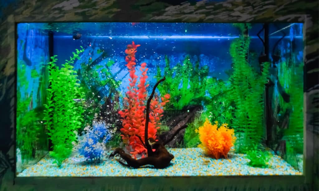 Un acquario a parete splendidamente decorato