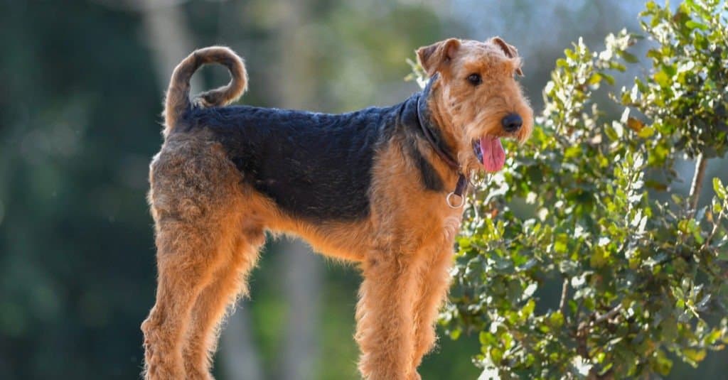 Airedale Terrier in piedi nel parco
