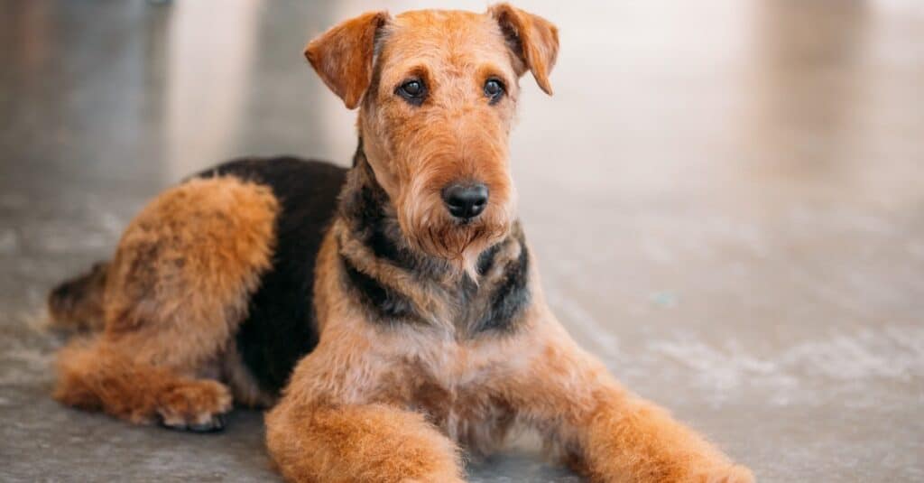 Tipi di cani con i capelli ricci