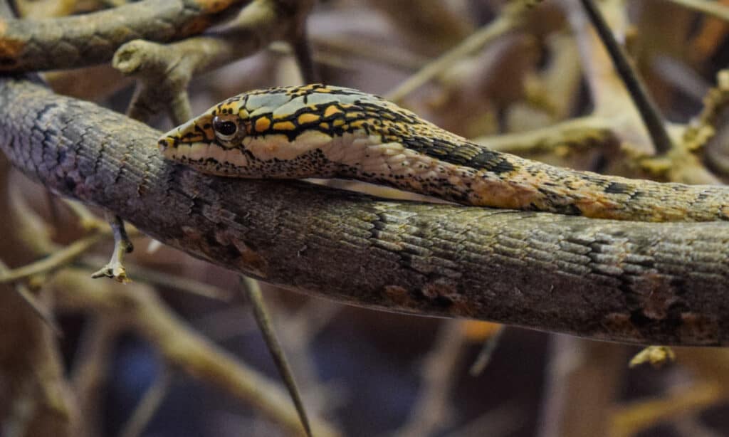 Serpente della vite del serpente del ramoscello in un albero.  I serpenti ramoscello sono bruno-grigiastri con tenui segni chiari e scuri.