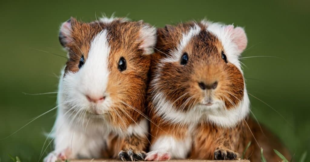 Nomi di cavia