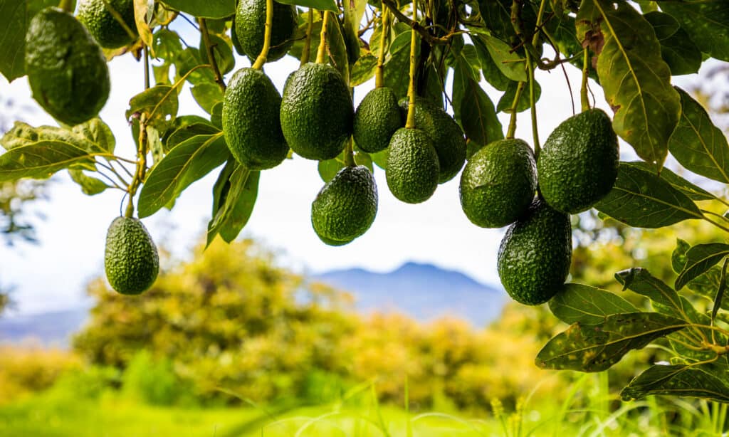 avocado 