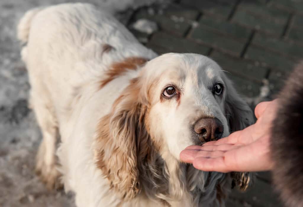 mano che odora di cane