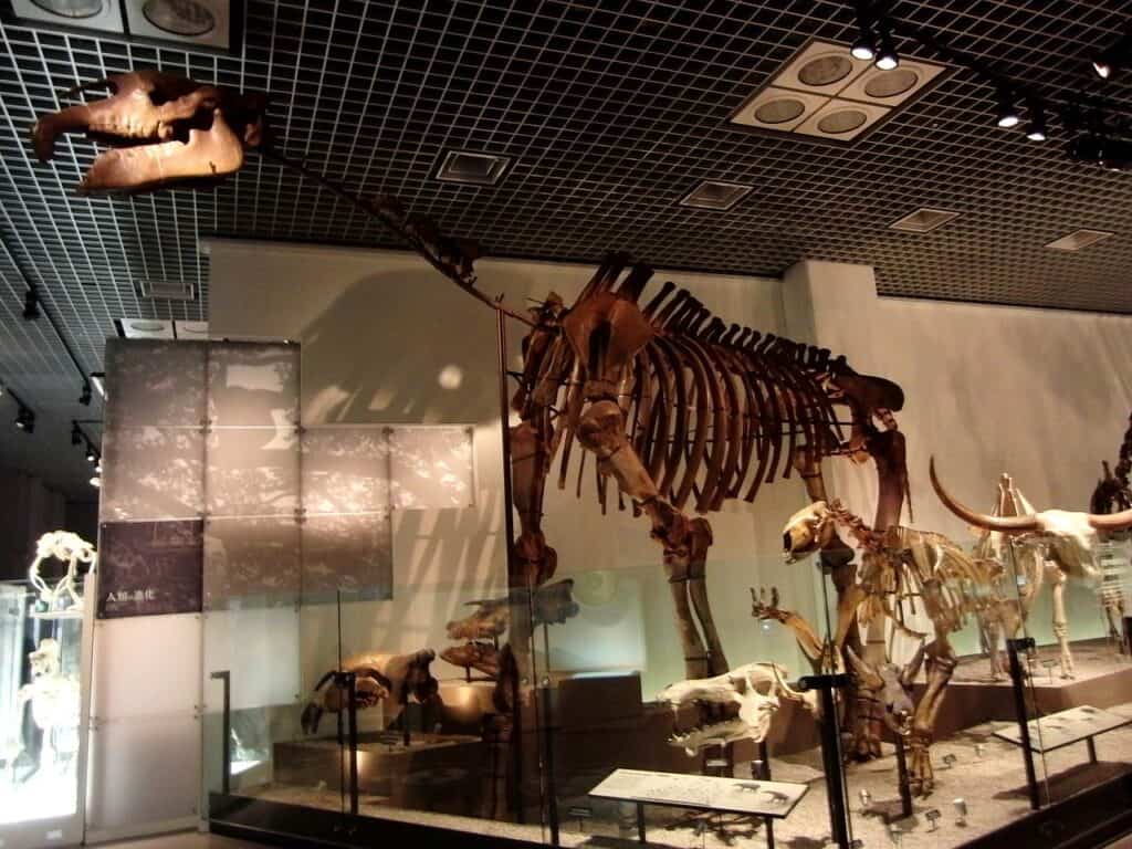 Paraceraterio 