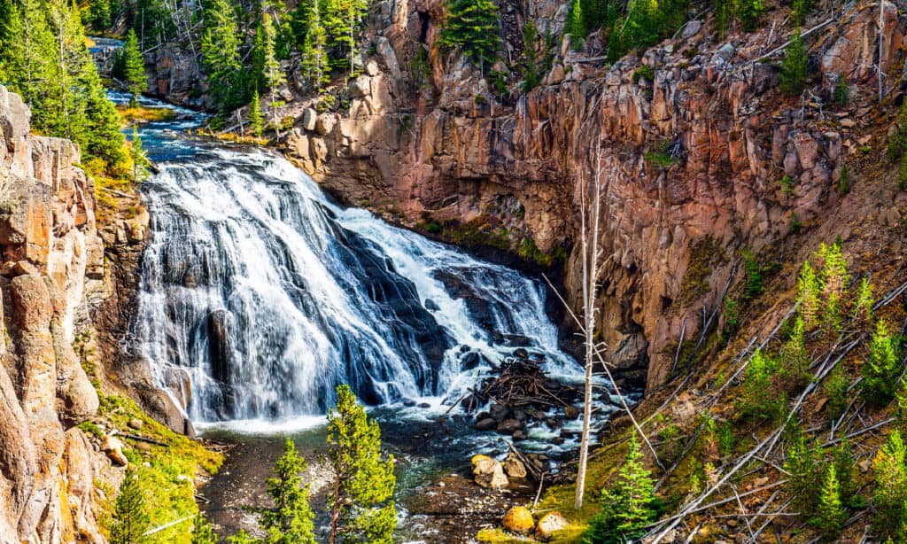 Gibbon Falls nel Parco Nazionale di Yellowstone