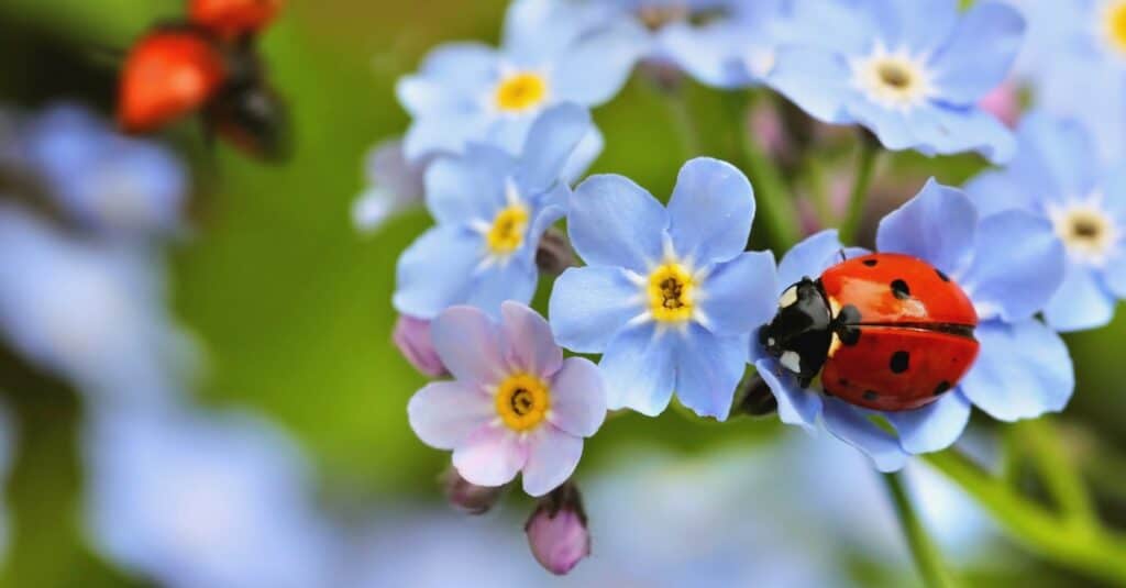 Coccinella