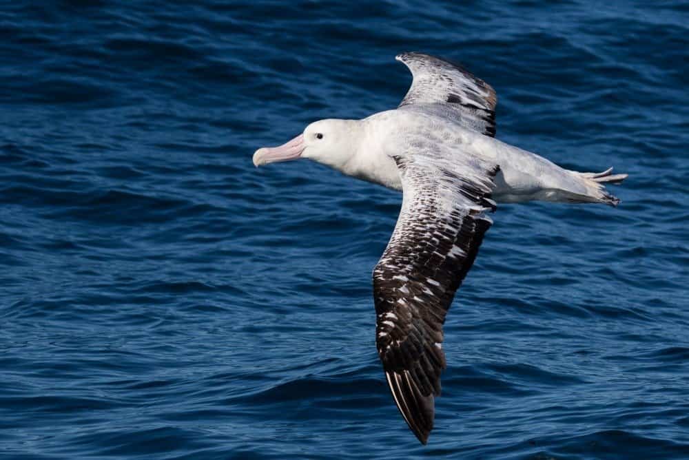 Albatro errante in Nuova Zelanda