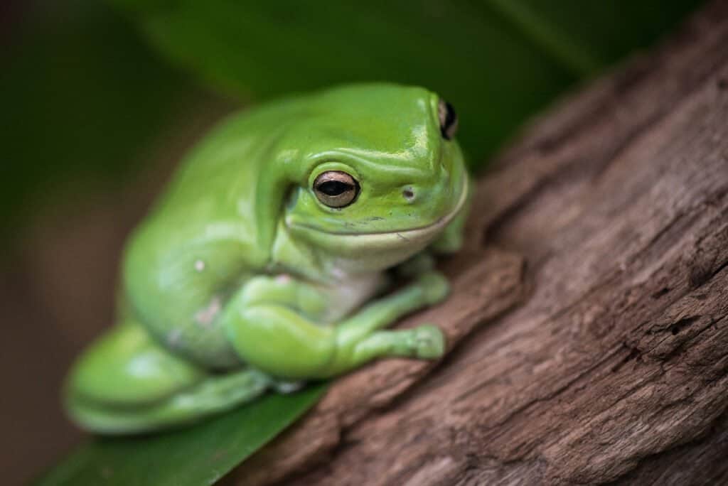 raganella da compagnia - Specie verde australiana