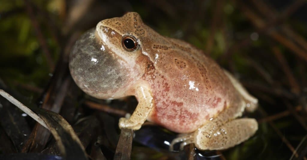 Animali che mangiano insetti - Spring Peeper
