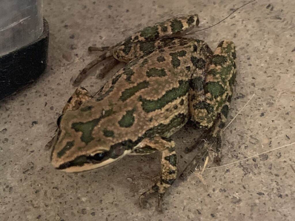 Rana del coro maculata