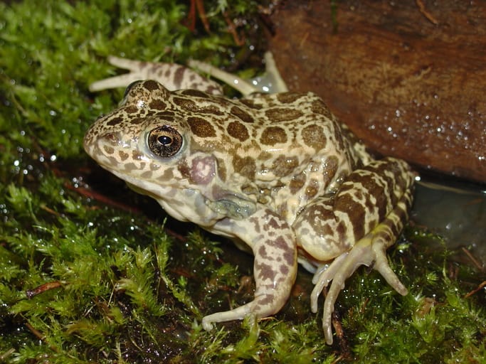 Rana di gamberi