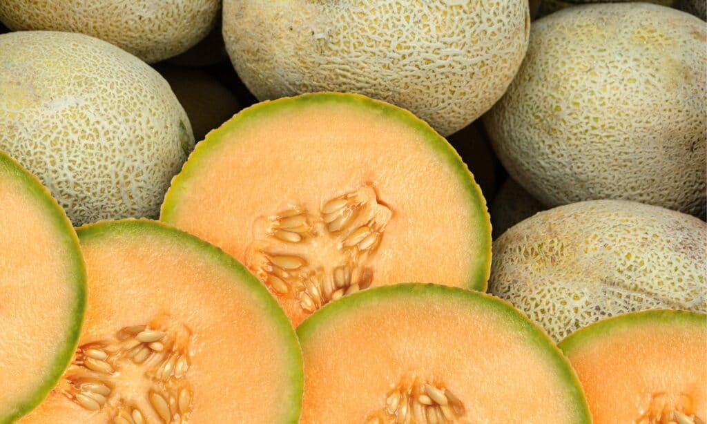 Sugar Kiss Melon vs Cantalupo