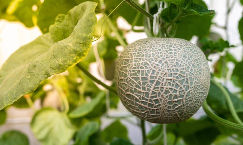 Sugar Kiss Melon vs Cantalupo
