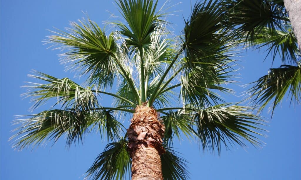 Cocco vs Palma