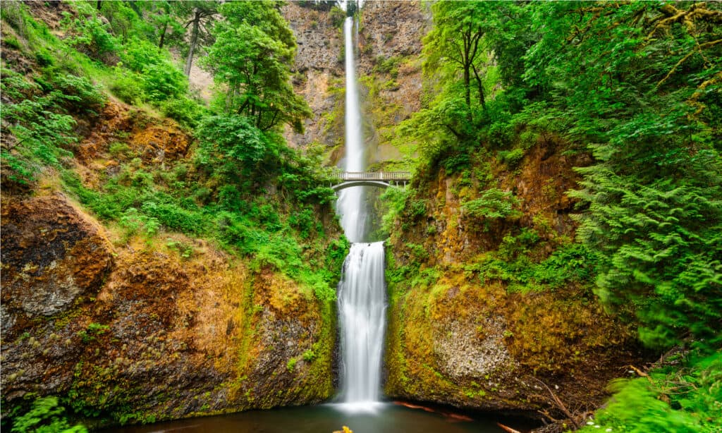 Multnomah cade