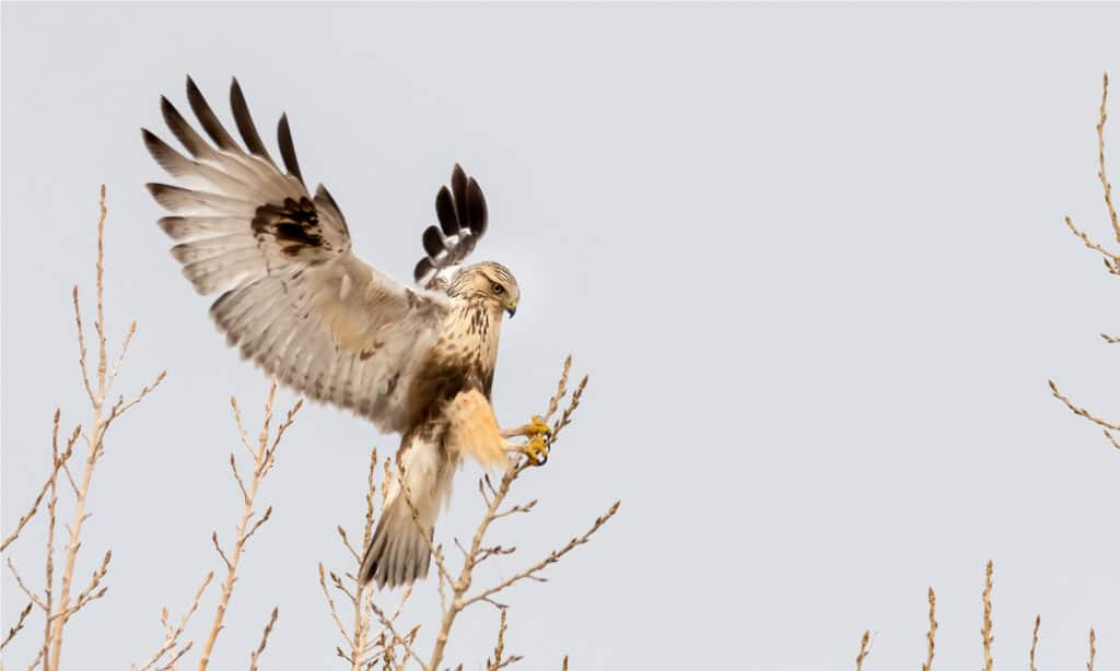 Falco dalle gambe ruvide