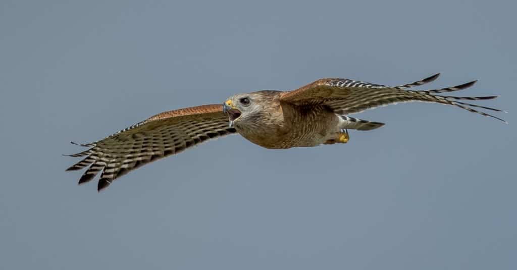Gli uccelli più veloci del mondo: il falco dalla coda rossa