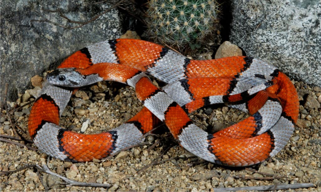 Kingsnake dalle bande grigie