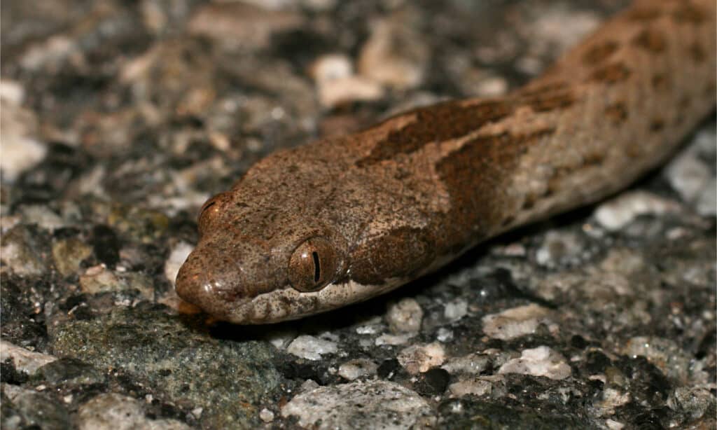 Colpo alla testa di un serpente notturno