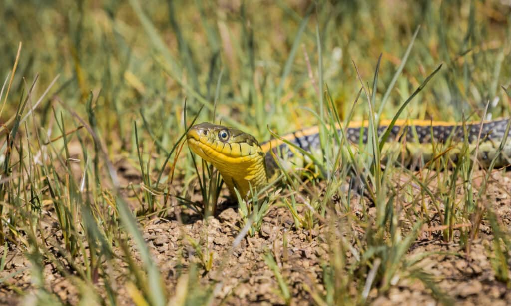 serpente giarrettiera acquatico occidentale