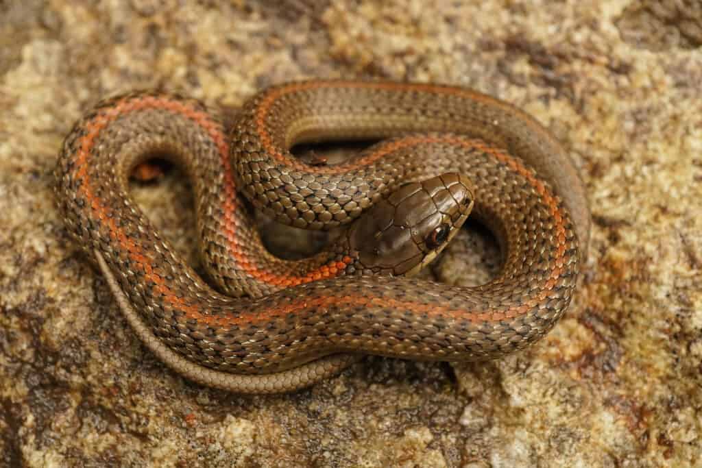 Primo piano,di,A,molto,piccolo,giovanile,,Northwestern,Gartersnake,,,Thamnophis