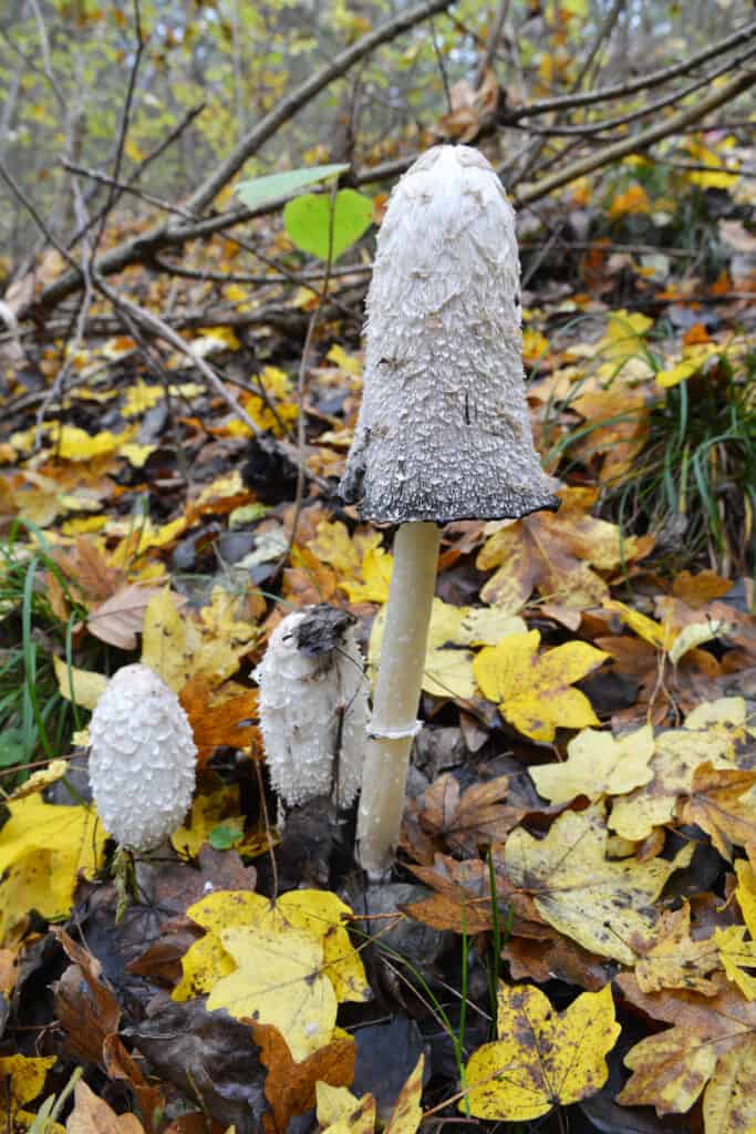 Shaggy Mane o parrucca dell'avvocato Funghi sul suolo della foresta.
