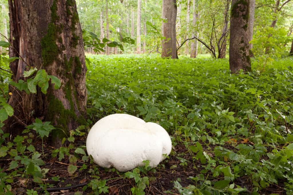 Fungo Puffball gigante accanto all'albero. 